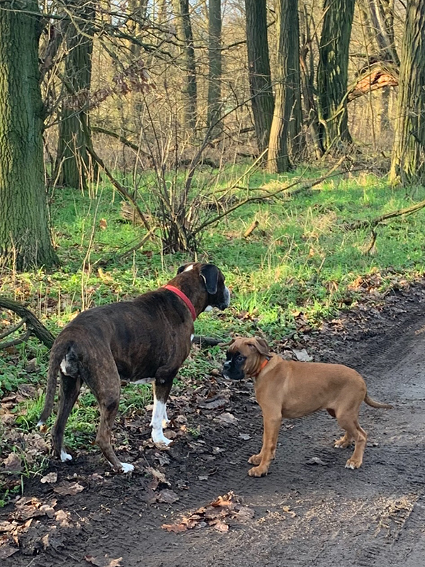 Welpenarbeit HSV Spreeathen Berlin