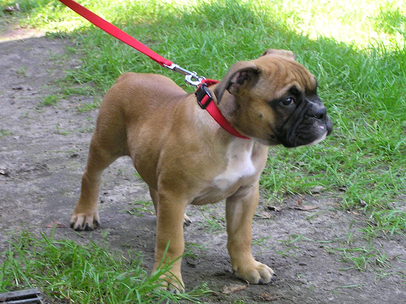 Welpenarbeit HSV Spreeathen Berlin